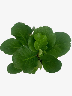 Bergenia Cordifolia - VallsGarden