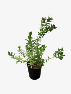Polygala virgata - comprar online