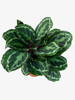 Calathea Medallion - VallsGarden