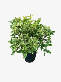 Laurentino variegado en internet