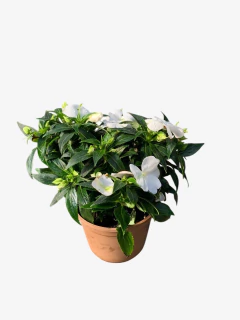 Alegría Brasilera en internet