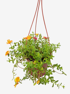 Portulaca grandiflora - comprar online