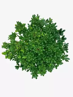Pittosporum Enano (azarero) - comprar online