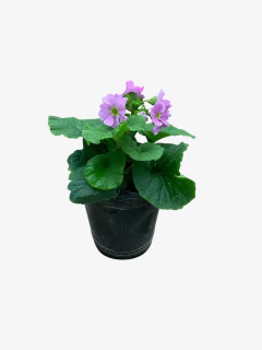 Primula Obconica en internet