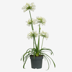 Agapantos Flor Blanca en internet