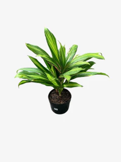 Dracena Kiwi - comprar online