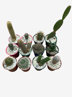 Cactus y Crassas M07 - comprar online