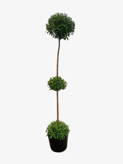 Eugenia Topiaria 3 Bochas - comprar online