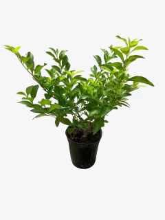 Duranta Repens Aurea en internet
