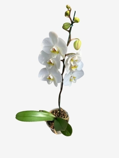 Orquideas Phalaenopsis A - comprar online