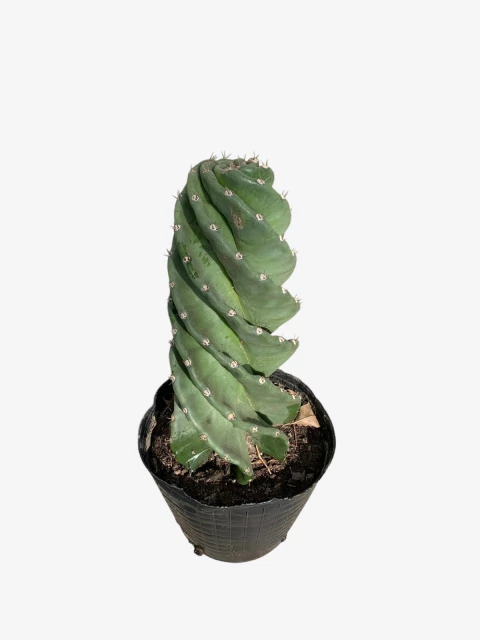 Cactus Espiralado