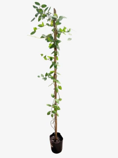 Lonicera Japonica - VallsGarden