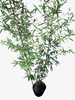 Phyllostachys bambusoides nigra (caña negra) - comprar online