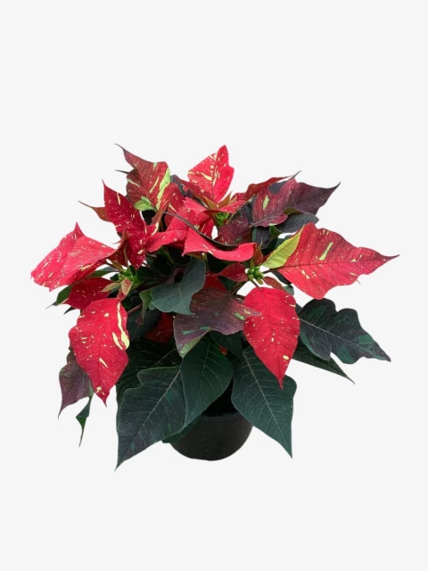 Euphorbia Estrella Federal - comprar online
