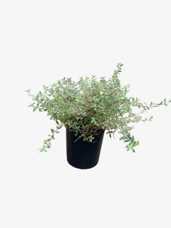 Abelia Grandiflora Nana Variegata Alba en internet