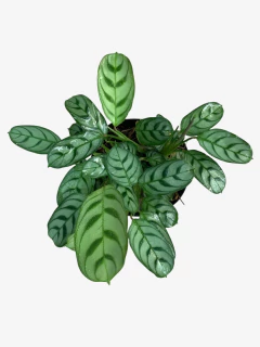 Calathea Portorriqueña en internet