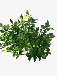 Jazmin del Cabo en internet