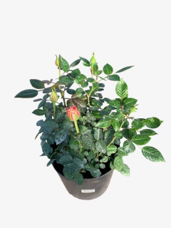 Rosal rococo mini - comprar online
