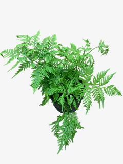 Helecho Pteris Tremula - comprar online