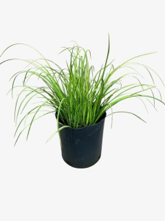 Acorus lemon - tienda online