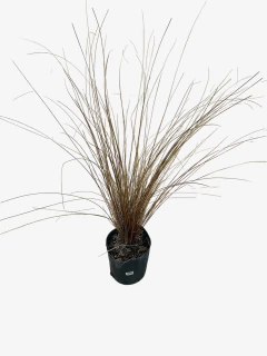 Carex Buchanani - VallsGarden