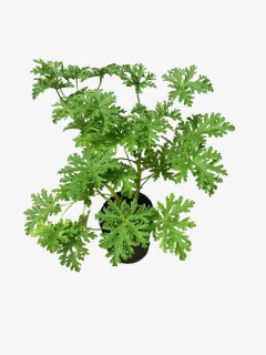 Citronella en internet
