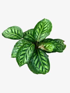 Calathea Moonlight en internet