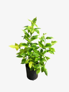 Duranta erecta aurea - comprar online