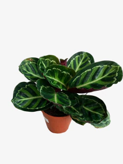 Imagen de Calathea Medallion
