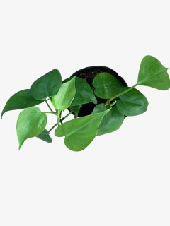 Cordatum - tienda online