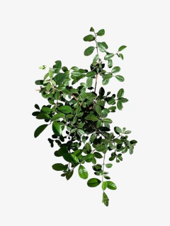 Feijoa Sellowiana (falso guayabo) en internet