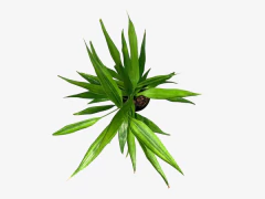 Dracena sanderiana amarilla en internet