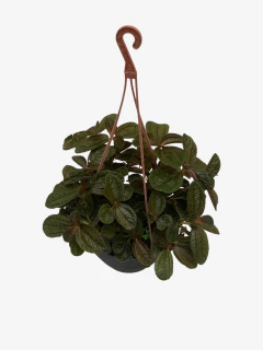 Pilea Repens Bronce - comprar online