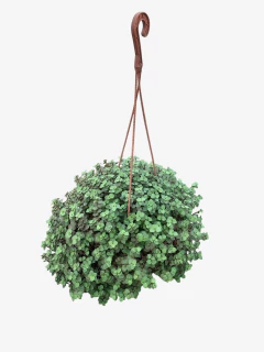 Exacum Callisia Repens en internet