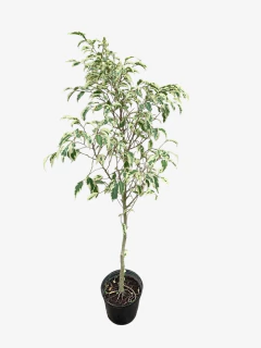 Ficus Hawái