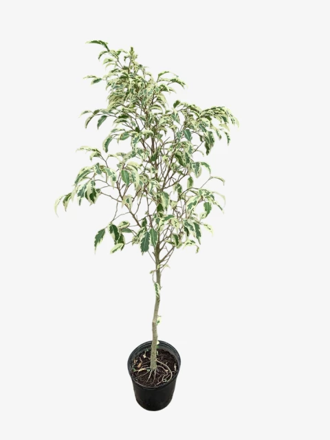 Ficus Hawái