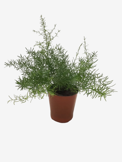 Asparagus Sprengeri - comprar online