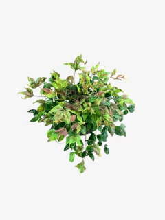 Imagen de Nandina Fire Power