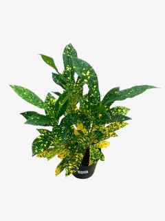 Croton Mandarina en internet