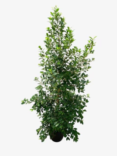Eugenia - comprar online