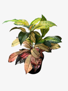 Croton Monalisa - tienda online