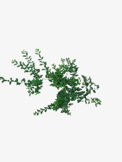 Ligustrum Sinense en internet