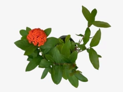 Ixora Coccinea en internet