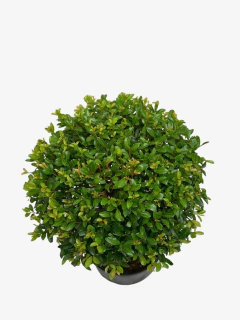 Eugenia Topiaria - VallsGarden