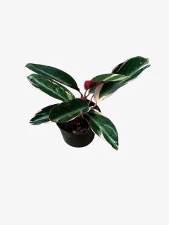 Calathea Stromante Sanguinea - VallsGarden