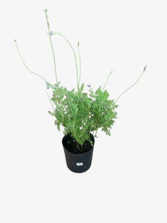 Lavanda Multifida en internet