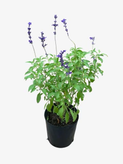 Salvia Farinasea - VallsGarden