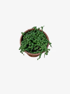 Rosario - comprar online