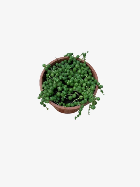 Rosario - comprar online
