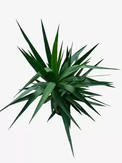 Yucca en internet